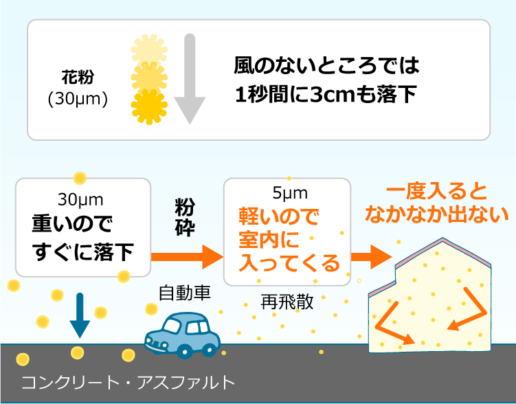 風のない所では、花粉は1秒間に3㎝も落下→重いのですぐに落下→自動車などで落下した花粉が粉砕され、軽くなる→再飛散し、軽いので室内に入ってくる→一度入るとなかなか出ない