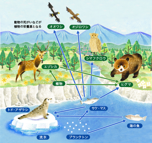 海と陸のいのちが循環する生態系