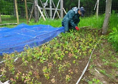 7月の苗畑
