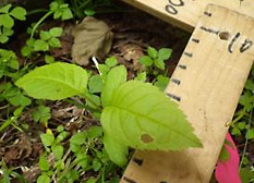 防鹿柵の近くで発芽したヤチダモの苗を計測しました