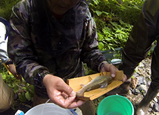 採取した魚は計測後、速やかに放流しています