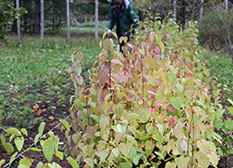 2014年春から柵の中でカツラの苗を植えていきます