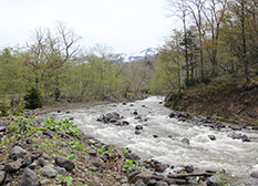 5月の岩尾別川の状況。融雪による増水が発生中
                    