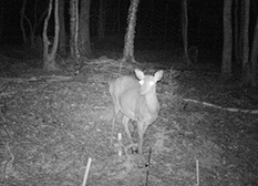 防鹿柵へ近寄るシカを捉えた写真