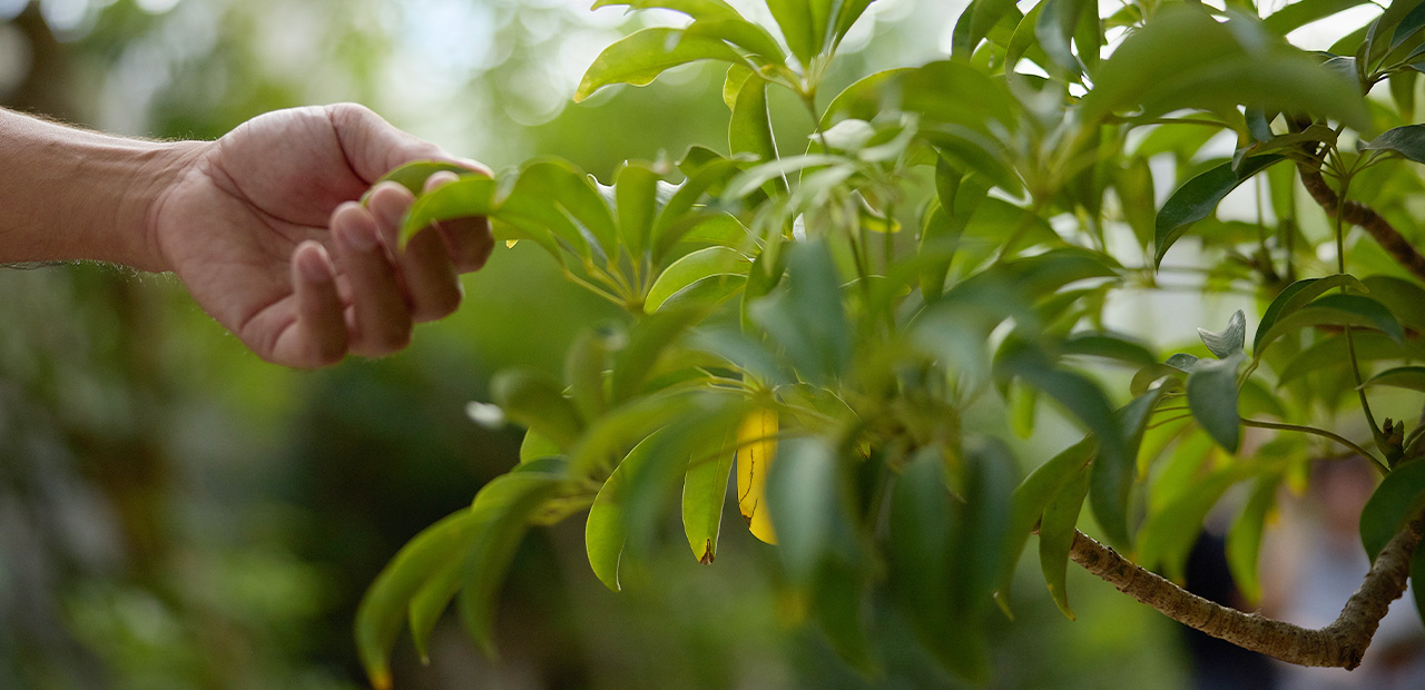 世界を旅してわかった植物と空気のこと