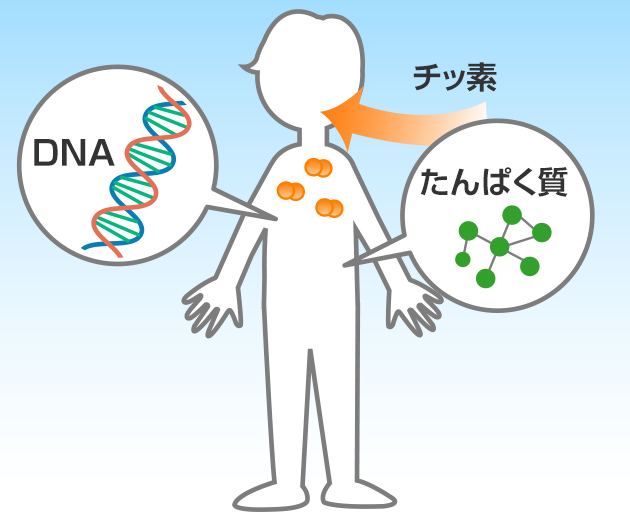チッ素はたんぱく質やDNAのもとになるもの