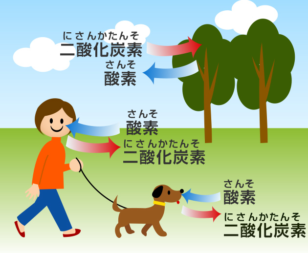 人間や動物は酸素を取り込んで二酸化炭素をはきだし、植物は二酸化炭素を取り込んで酸素をはきだす