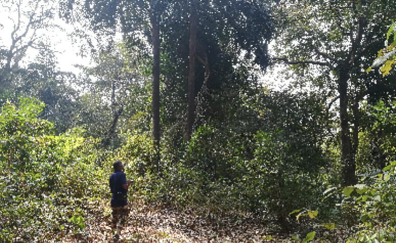 インド 西ガーツ北部の画像