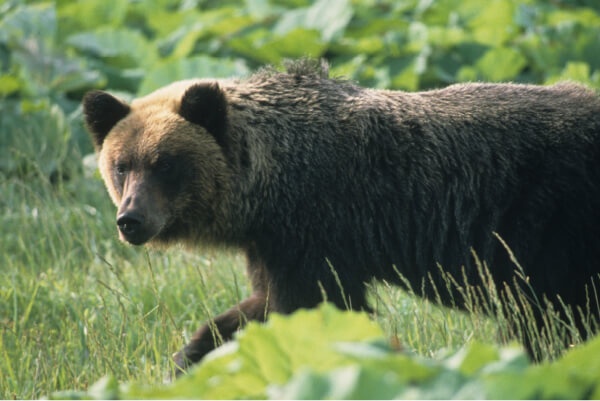 ヒグマの画像