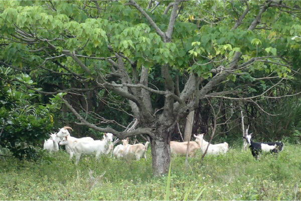亜熱帯の森を守る活動の画像
