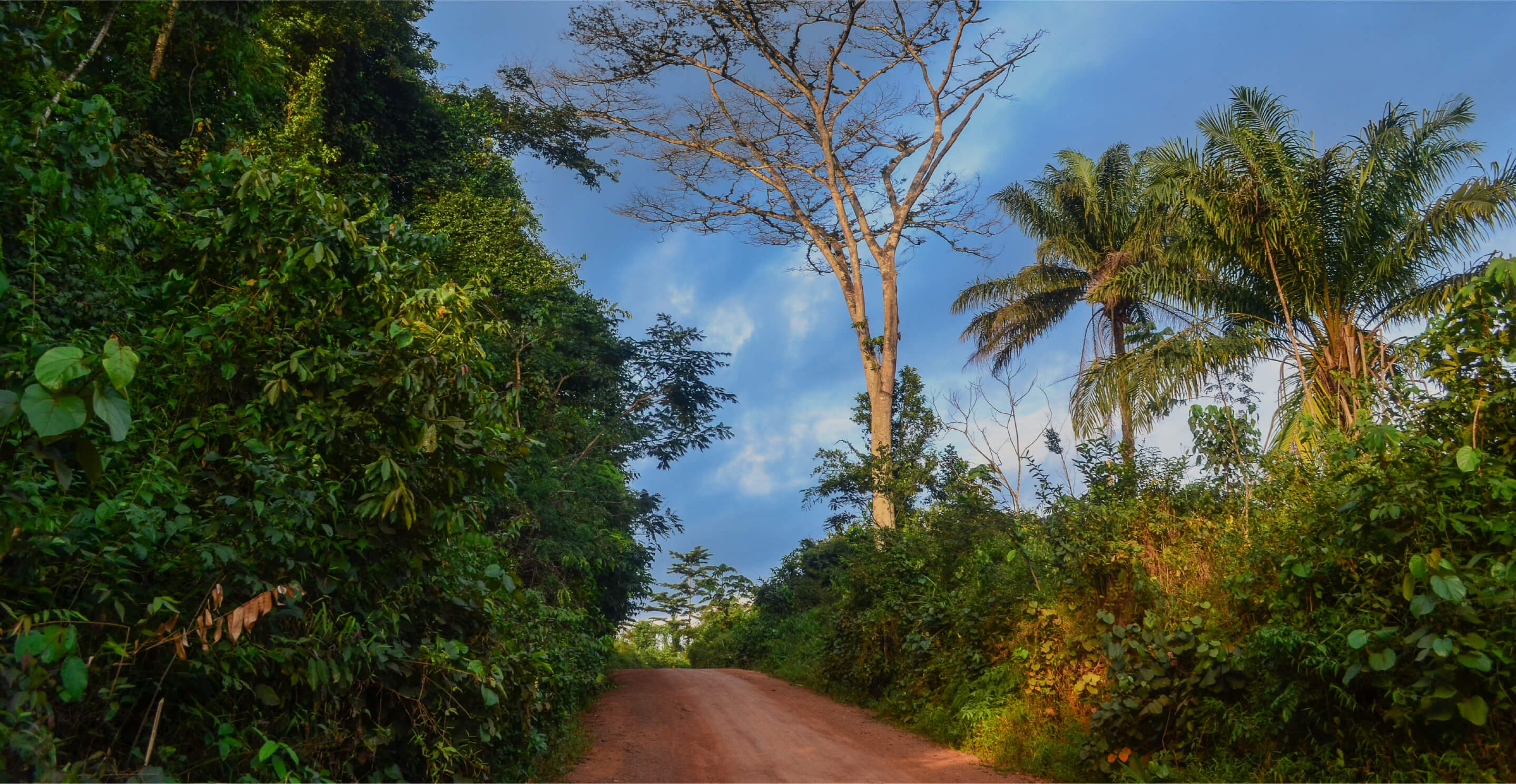 リベリア／東ニンバ自然保護区