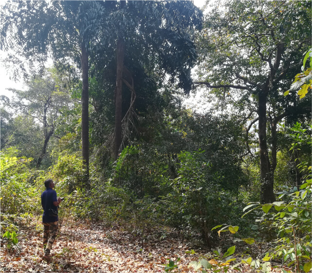 インド 西ガーツ北部の画像