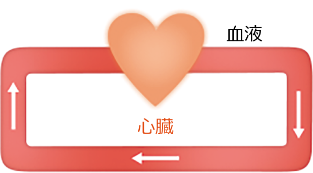 心臓が血液を循環させます