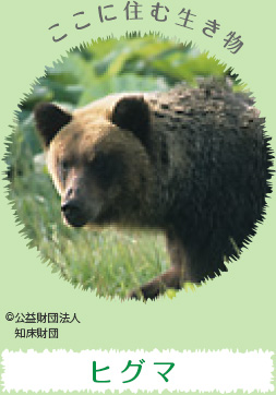 ここに住む生き物：ヒグマ