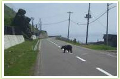 道路に出没するヒグマ