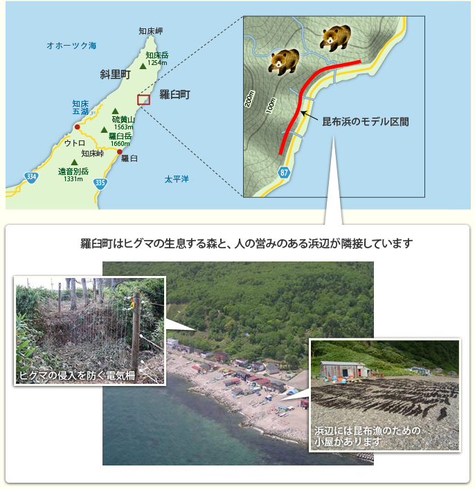 羅臼町はヒグマの生息する森と、人の営みのある浜辺が隣接しています