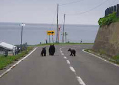 番屋のすぐ脇の道路をのんびり歩くヒグマの親子