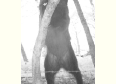 自動撮影カメラで確認された推定体重300キロを超える大きなオスのヒグマ