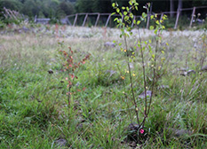 9月ごろの苗木の様子。順調に枝葉を伸ばしています