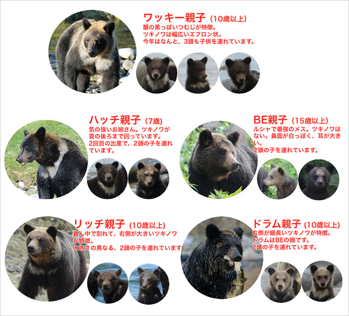 最も頻繁にみられるメスグマ5頭と、彼女らの子どもたち