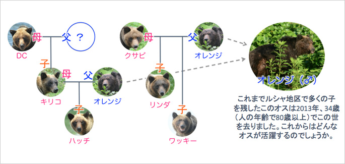 クマたちの家族関係