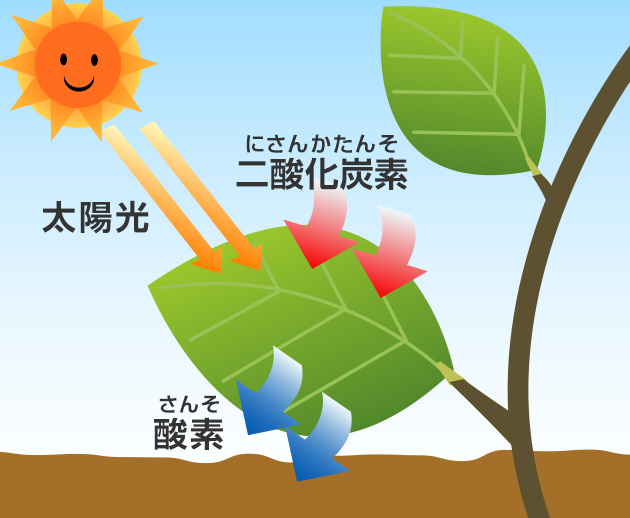 二酸化炭素は植物が酸素をつくるのにつかうもの